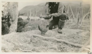Image of Spruce Partridge